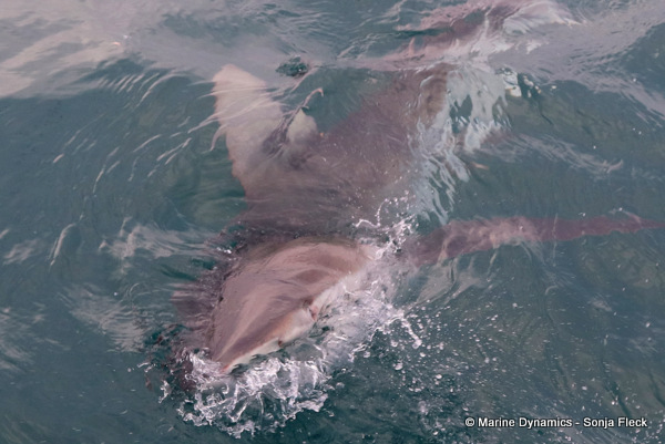 Bronze whaler Shark, South Africa